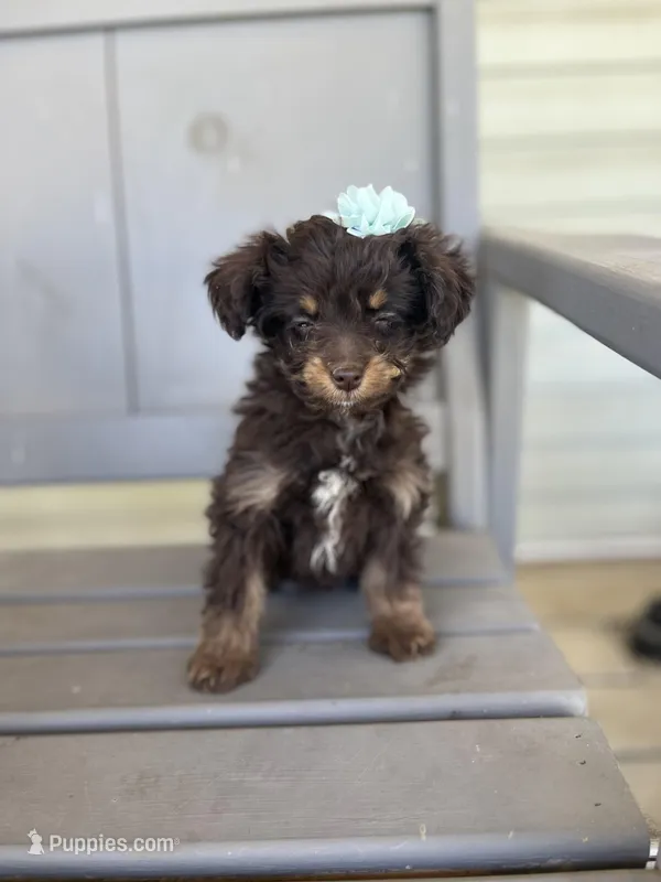 Winnie – Miniature Aussiedoodle puppy for sale in Cabool, MO