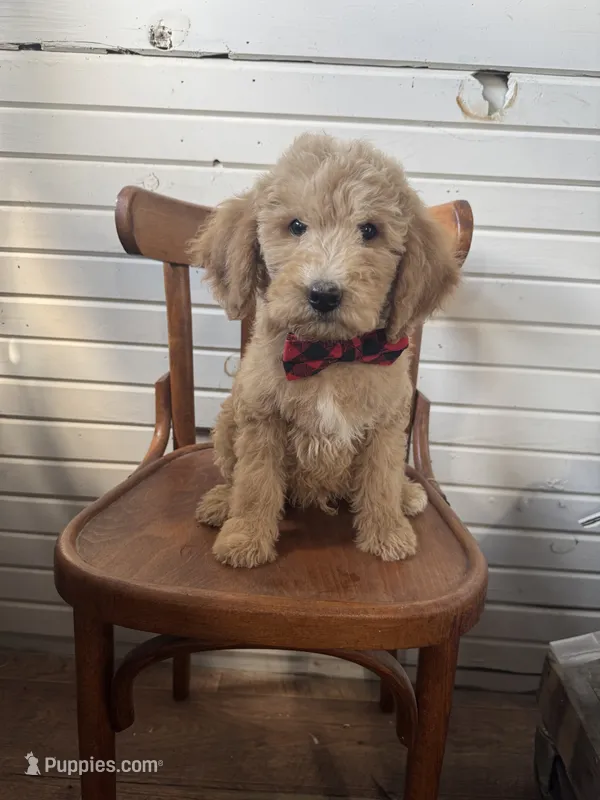 Duncan 8633 – Miniature Goldendoodle puppy for sale in Cabool, MO