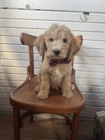 Duncan 8633, a male Miniature Goldendoodle for sale in Cabool, MO – 1 of 1