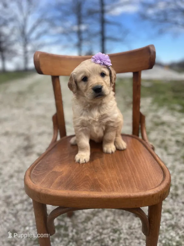 Suzie 5727 – Golden Retriever puppy for sale in Cabool, MO