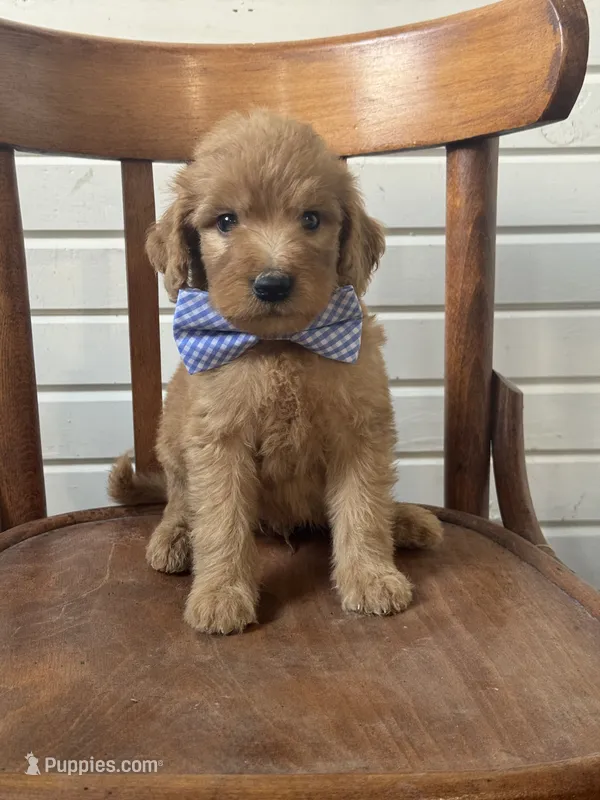 Ace 8346 – Goldendoodle puppy for sale in Cabool, MO