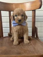 Ace 8346, a male Goldendoodle for sale in Cabool, MO – 1 of 1