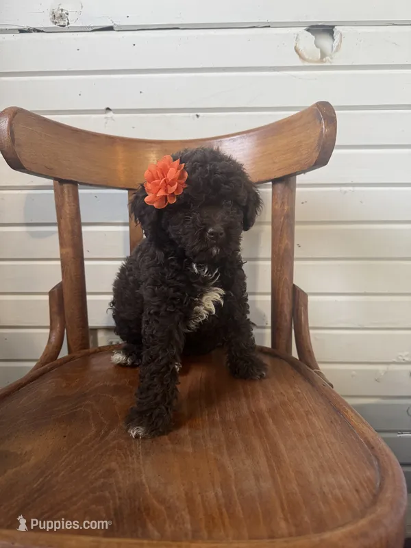 Haven 5887 – Miniature Aussiedoodle puppy for sale in Cabool, MO