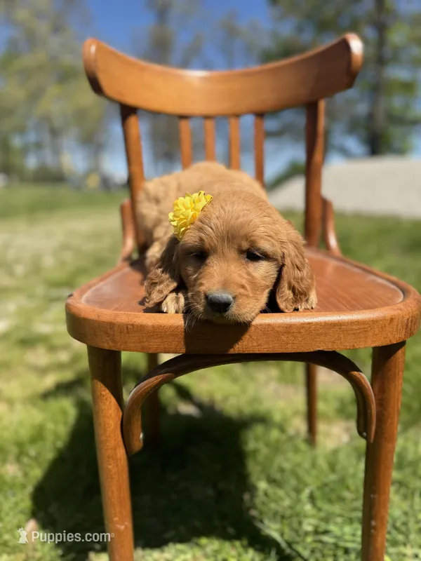 Dolly  – Golden Retriever puppy for sale in Cabool, MO