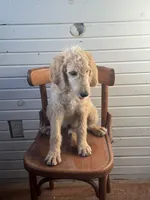 Abner 1584, a male Goldendoodle for sale in Cabool, MO – 2 of 2
