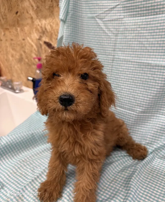 Prince 8183 – Goldendoodle puppy for sale in Cabool, MO