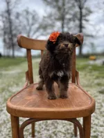 Winnie, a female Miniature Aussiedoodle for sale in Cabool, MO – Photo 2 of 2