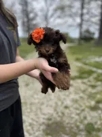 Winnie, a female Miniature Aussiedoodle for sale in Cabool, MO – Photo 1 of 2