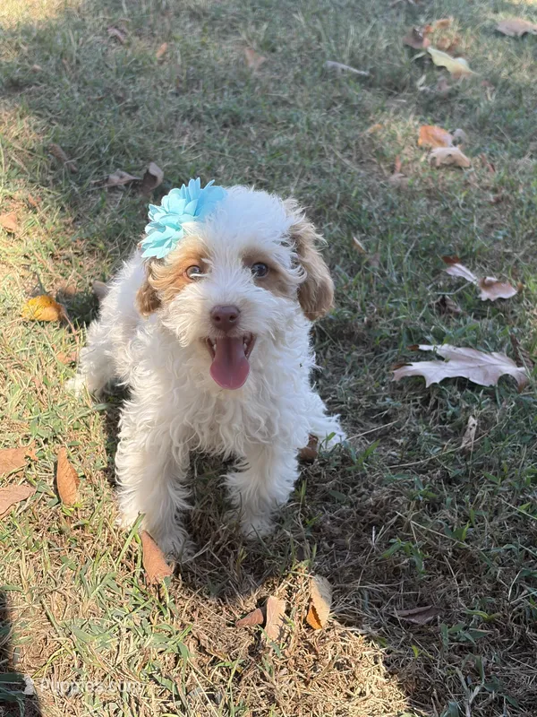 Sassy 172 – Cavapoo puppy for sale in Cabool, MO