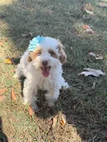 Sassy 172, a female Cavapoo for sale in Cabool, MO – 1 of 2