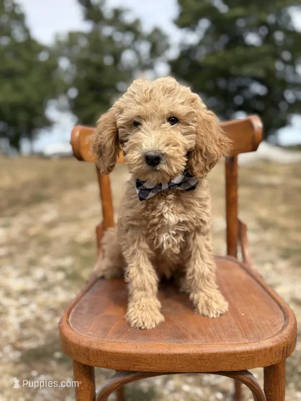 Duncan 8633 – Miniature Goldendoodle puppy for sale in Cabool, MO