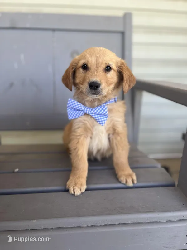 Boyd – Golden Retriever puppy for sale in Cabool, MO