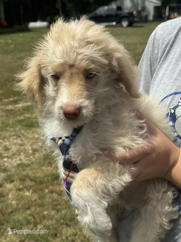 Hollis 6268 – Miniature Aussiedoodle puppy for sale in Cabool, MO