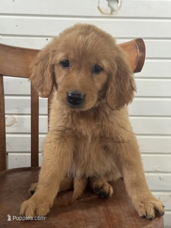 Jane pink – Golden Retriever puppy for sale in Cabool, MO