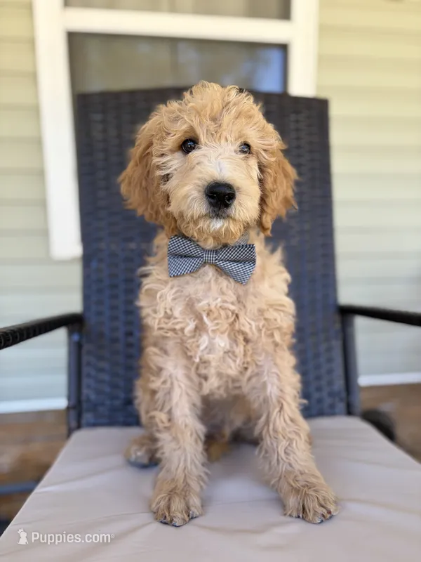 Louis 8388 – Goldendoodle puppy for sale in Cabool, MO