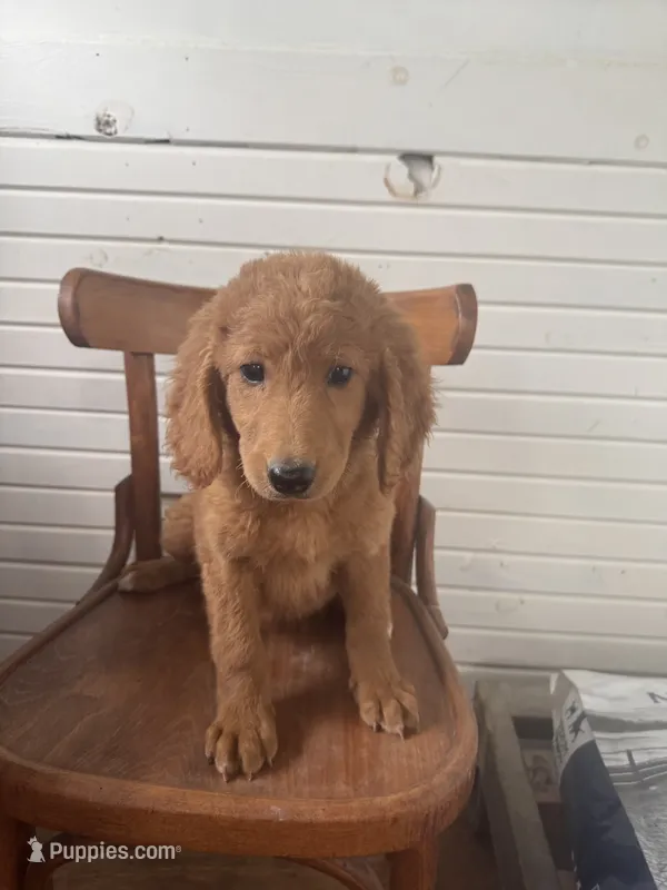 Braxton 0049 – Goldendoodle puppy for sale in Cabool, MO
