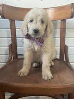 Abner 1584, a male Goldendoodle for sale in Cabool, MO – 5 of 6