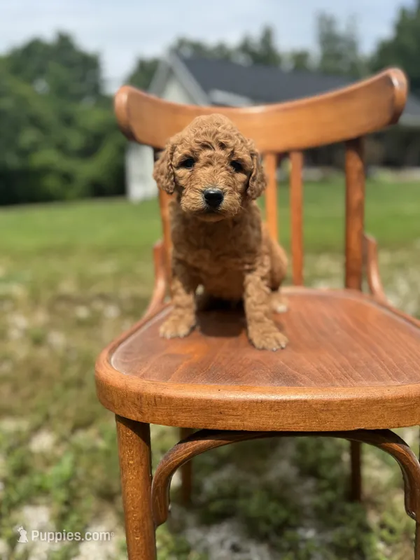 Barrett 0285 – Goldendoodle puppy for sale in Cabool, MO