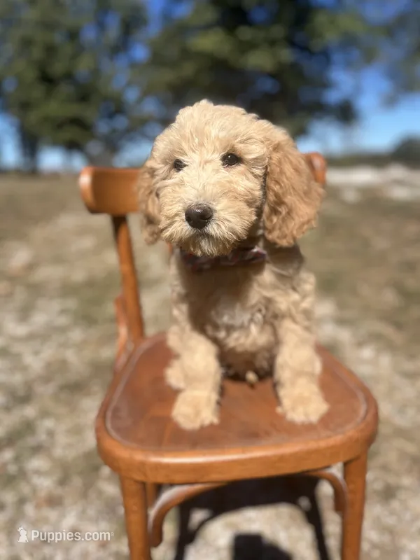 Dexter 8663 – Miniature Goldendoodle puppy for sale in Cabool, MO