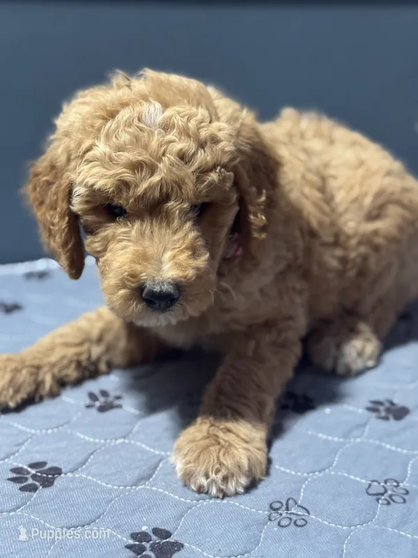 Lance 0809 – Goldendoodle puppy for sale in Cabool, MO