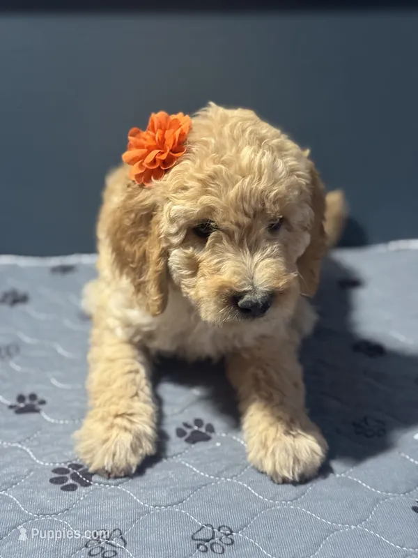 Luna 0779 – Goldendoodle puppy for sale in Cabool, MO