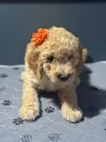 Luna 0779, a female Goldendoodle for sale in Cabool, MO – 1 of 1