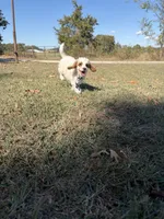 Scotty 3900, a male Cavapoo for sale in Cabool, MO – 2 of 2