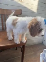 Sammie 3556, a female Cavapoo for sale in Cabool, MO – 2 of 4