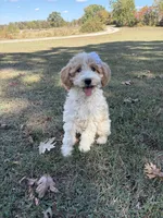 Daisy 1084, a female Miniature Goldendoodle for sale in Cabool, MO – 2 of 2