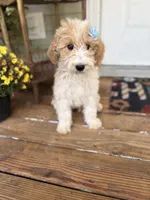 Daisy 1084, a female Miniature Goldendoodle for sale in Cabool, MO – 2 of 3