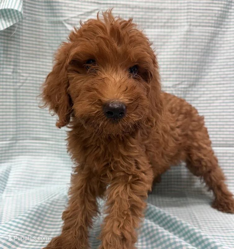 Perry 9012 – Goldendoodle puppy for sale in Cabool, MO