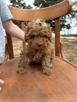 Shelby 0570, a female Cavapoo for sale in Cabool, MO – 1 of 1