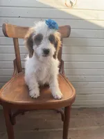 Sammie 3556, a female Cavapoo for sale in Cabool, MO – 3 of 4
