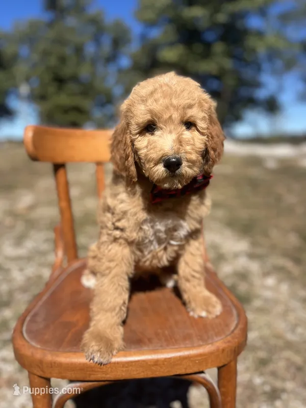 Lance 0809 – Goldendoodle puppy for sale in Cabool, MO