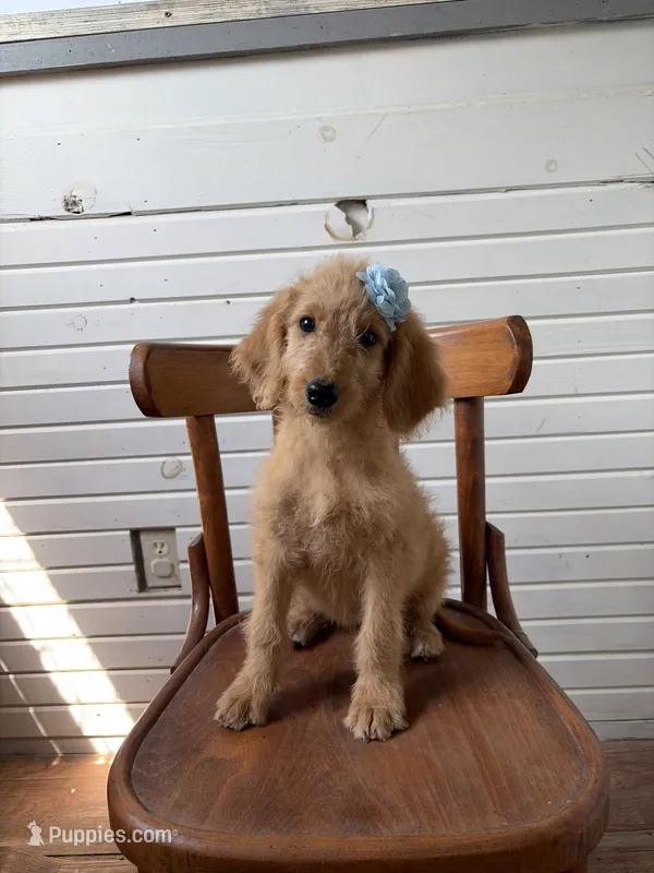 Abby 0058 – Goldendoodle puppy for sale in Cabool, MO