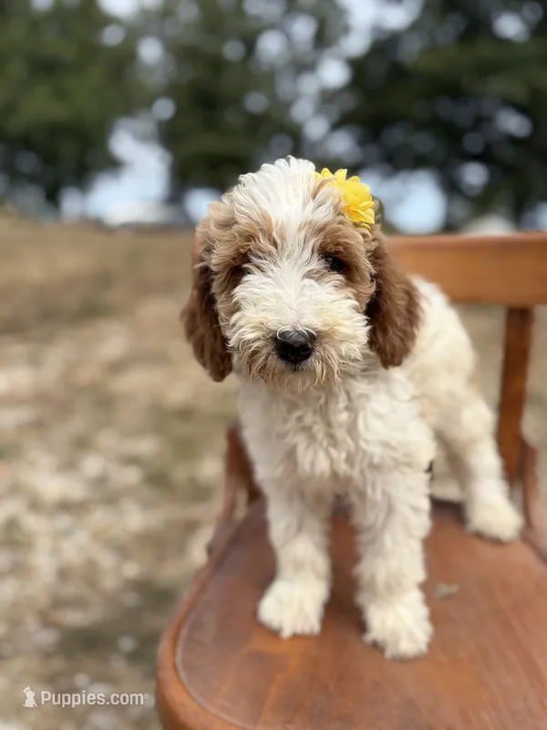 Dixie 1407 – Miniature Goldendoodle puppy for sale in Cabool, MO