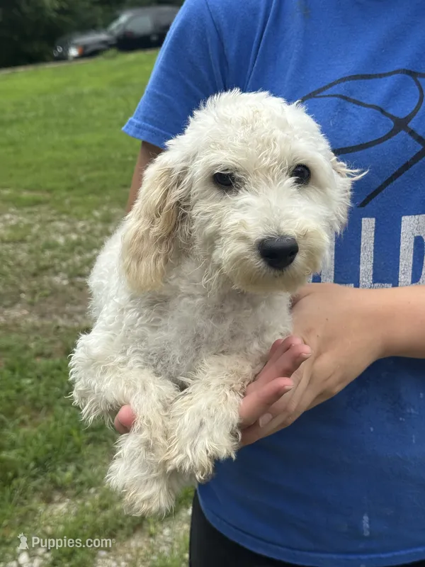 Ace – Poodle - Miniature  puppy for sale in Cabool, MO