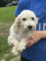 Ace, a male Poodle - Miniature  for sale in Cabool, MO – 1 of 2