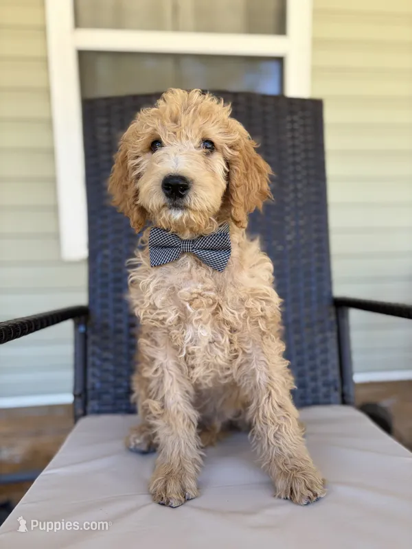 Louis 8388 – Goldendoodle puppy for sale in Cabool, MO
