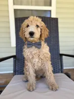 Louis 8388, a male Goldendoodle for sale in Cabool, MO – 1 of 3
