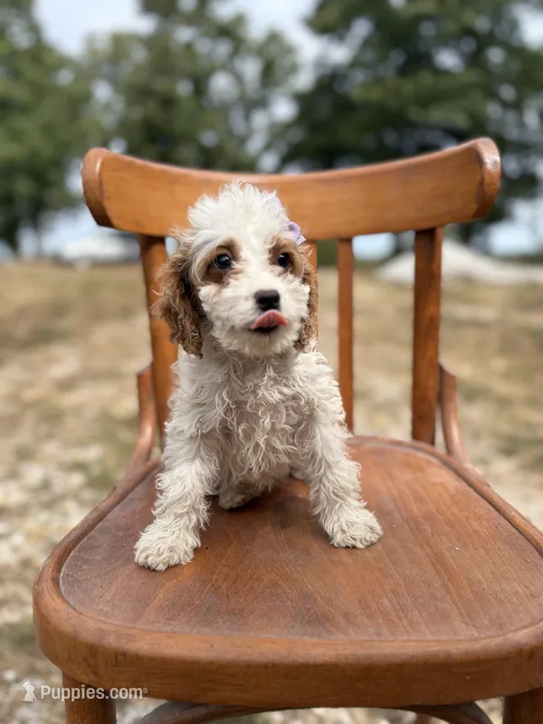 Sammie 3556 – Cavapoo puppy for sale in Cabool, MO
