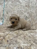 Jane pink, a female Golden Retriever for sale in Cabool, MO – 2 of 2