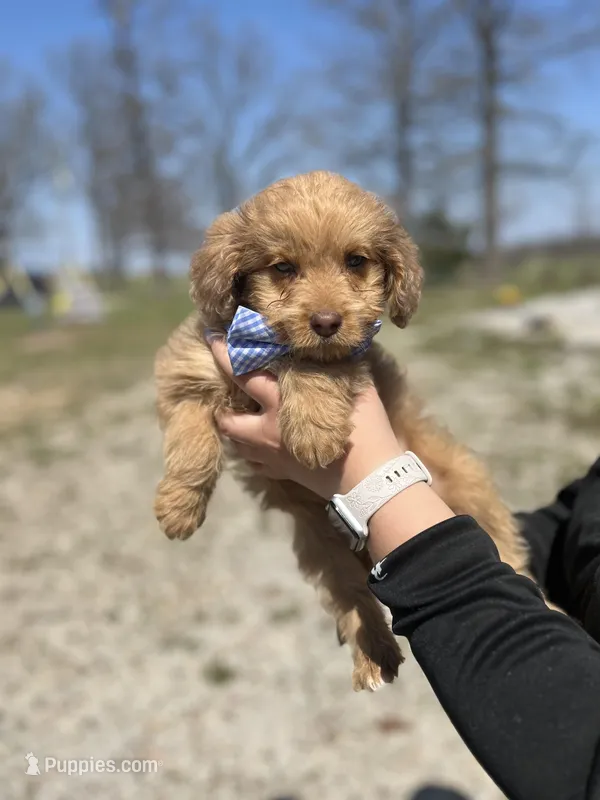 Wallace 1483 – Miniature Aussiedoodle puppy for sale in Cabool, MO