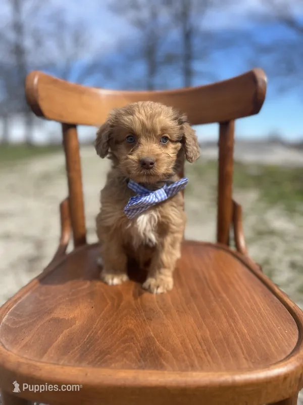 Wallace 1483 – Miniature Aussiedoodle puppy for sale in Cabool, MO