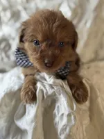 Wallace 1483, a male Miniature Aussiedoodle for sale in Cabool, MO – Photo 1 of 2