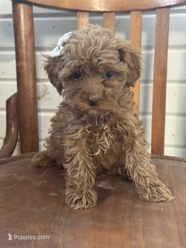 Shelby – Cavapoo puppy for sale in Cabool, MO