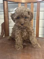 Shelby, a female Cavapoo for sale in Cabool, MO – 1 of 1
