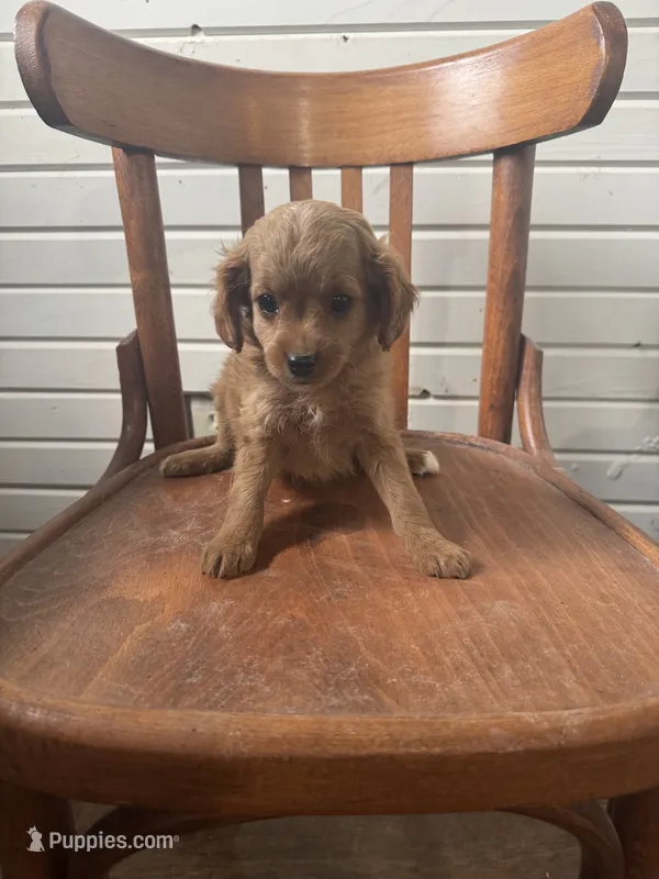 Tessa – Cavapoo puppy for sale in Cabool, MO
