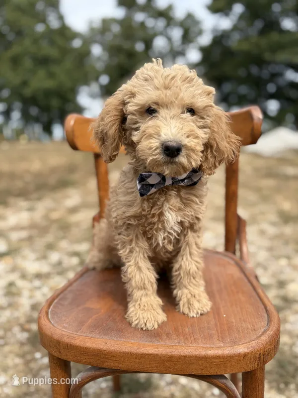 Duncan 8663 – Miniature Goldendoodle puppy for sale in Cabool, MO