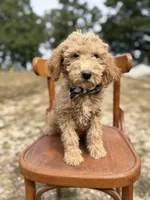 Duncan 8663, a male Miniature Goldendoodle for sale in Cabool, MO – 1 of 1